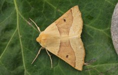 03 Scalloped Oak.JPG