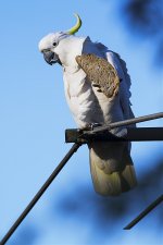 sulphur_crested_with_bread-29-1200x1800.jpg