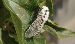 06 Leopard Moth.JPG