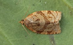 Summer Fruit Tree Tortrix 001.jpg