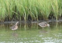 dowitcher L-B maybe 1 1O4A0961.jpg