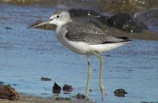 Greenshank, Common(5).jpg