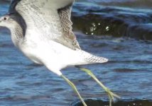 Greenshank, Common(2).jpg