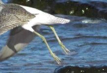 Greenshank, Common(3).jpg