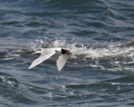 Med Gull_Girdle Ness_050720a.jpg