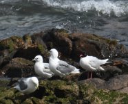 Med Gull_Girdle Ness_050720b.jpg