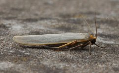 Hoary Footman 001.jpg