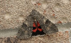 Red Underwing 001.jpg