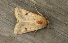 Scarce Bordered Straw A 001.jpg