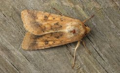 Scarce Bordered Straw B 001.jpg