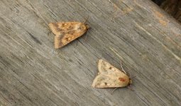 Scarce Bordered Straws 001.jpg