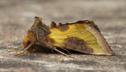 Burnished Brass B 001.jpg