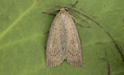 Silky Wainscot 001.jpg