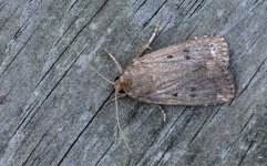 Mouse Moth 001.jpg