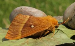 Oak Eggar 001.jpg