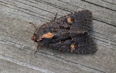 Lesser Common Rustic 001.jpg