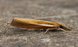 Agriphila selasella 001.jpg