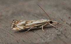 Catoptria falsella 001.jpg