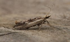 Ypsolopha scabrella 001.jpg