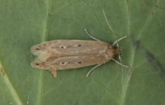 Limnaecia phragmitella 001.jpg