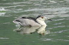 Nycticorax nycticorax dscn2803.jpg