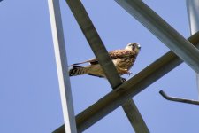 Eurasian Kestrel (4).jpeg