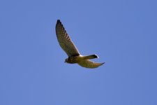 Eurasian Kestrel (2).jpeg