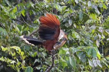 Hoatzin.jpg