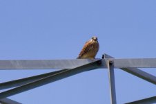 Eurasian Kestrel.jpeg