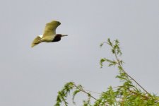 Chinese Pond Heron (1).jpeg