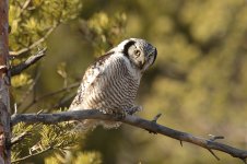 Hawk Owl swe 2.jpg