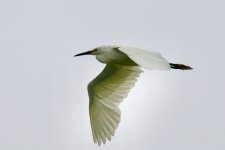 Little Egret.jpeg