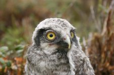 Hawk Owl - chick thumb 1.jpg