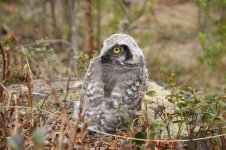 Hawk Owl - chick thumb 2.jpg