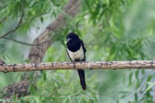 Oriental Magpie.jpeg