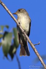 flycatcher5.jpg