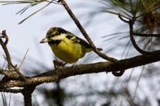 Yellow-Bellied Tit.jpeg