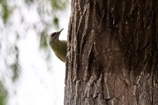 Grey-Headed Woodpecker.jpeg