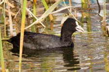 Common Coot.jpeg