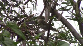 unknown warbler3.jpg