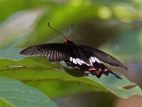 Butterfly - AAA - India Goa - Bhagwan Mahaveer - 13Nov22 - 05-4287.jpg
