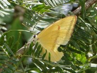 AA Butterfly - Caribbean Bonaire - 10Nov12 - 05-027.jpg