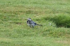 025WAGTAIL2.jpg