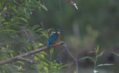 kingfisher raw screenshot.jpg