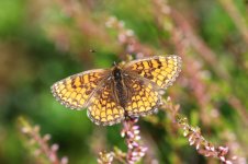 Heath Fritillary fn 1.jpg