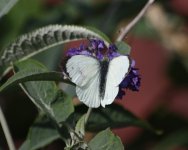 00 EMAIL Butterfly - Bk Garden - 20Sep17 - 9436 copy.jpg