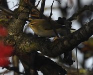 Chiffchaff_Girdle Ness_261020a.jpg