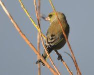 Greenfinch_Girdle Ness_261020a.jpg