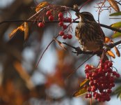 Redwing_Girdle Ness_281020a.jpg