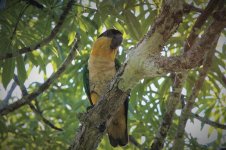 Black-headed Parrot.JPG